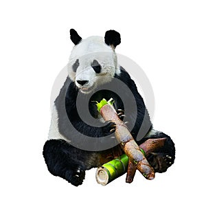 Beautiful shot of a Giant panda Ailuropoda melanoleuca or Panda Bear. Sitting bear eating a large piece of bamboo. Endangered