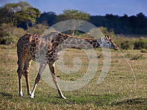 Beautiful shot of a giraffe in Masia Mara National Park in Kenya