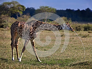 Beautiful shot of a giraffe in Masia Mara National Park in Kenya photo