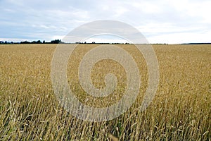 Beautiful shot of a golden field of wheat