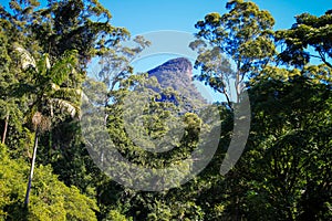 Beautiful shot of Gondwana Rainforests of Australia photo