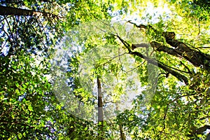 Beautiful shot from Gondwana Rainforests of Australia photo