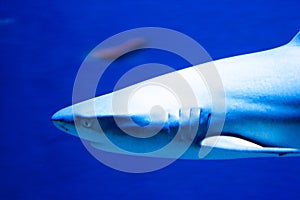 Beautiful shot of a gray reef shark (Carcharhinus amblyrhynchos) swimming underwater