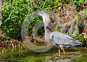 Beautiful shot of a Great Blue Heron swallowing a large fish