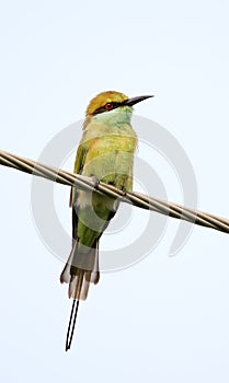 Green bea-eater photo