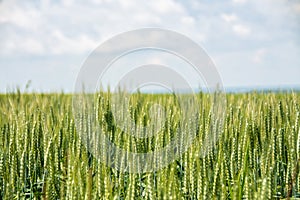 Beautiful shot of a green wheat field on cloudy sky background