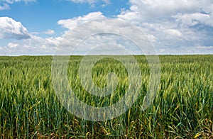 Beautiful shot of a green wheat field on cloudy sky background