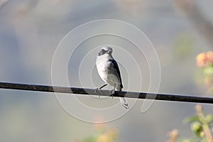 Grey bushchat