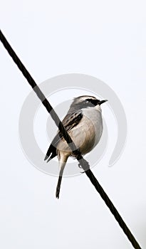 Grey bushchat