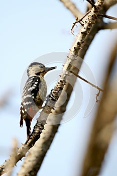 Grey caped pygmy woodpecker photo