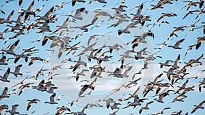 Beautiful shot of a group of snow geese migrating with the blue sky in the background