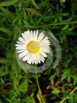 Beautiful shot of a growing Mexican fleabane flower on the green grass background