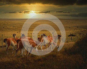 Beautiful shot of guanacos grazing in a field at Tierra del Fuego, Patagonia at sunset photo