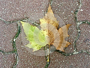 Beautiful shot of a half-dried maple leaf on an outdoor floor tile  - spring and fall, two seasons
