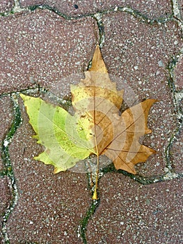 Beautiful shot of a half-dried maple leaf on an outdoor floor tile  - spring and fall, two seasons