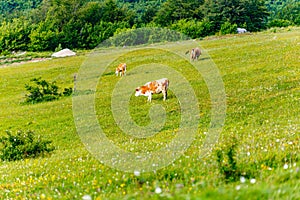 Beautiful shot of a herd of cows in a green field during the day