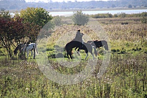 Beautiful shot of a herd of horses in a field during the day