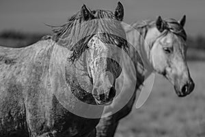 Beautiful shot of a herd of horses in a field in grayscale