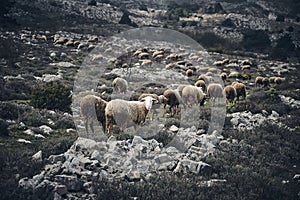 Beautiful shot of a herd of sheep in the French Riviera hinterland