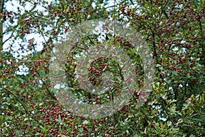 Beautiful shot of Highbush Cranberry tree