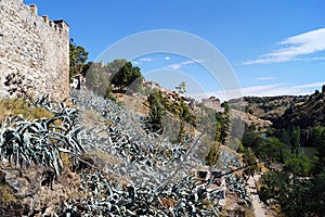 Beautiful shot of a hill covered in trees and Agave tequilana plants in Toledo, Spain