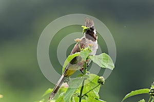 Himalyan bulbul photo