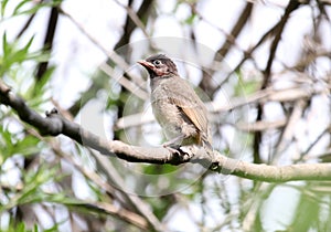 Himalyan bulbul juvenile photo