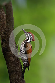 Himalyan flameback woodpecker