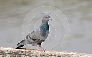 Himalyan pigeon photo