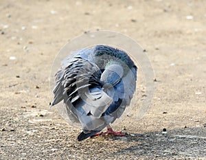 Himalyan pigeon photo