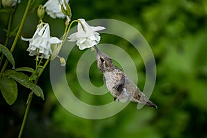 Beautiful shot of a hummingbird drinking the nectar of a flower