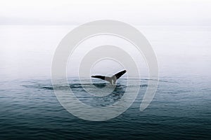 Beautiful shot of a humpback whale sighting swimming in dark waters in Alaska