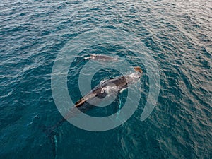Beautiful shot of humpback whales swimming in clear blue water - Megaptera novaeangliae