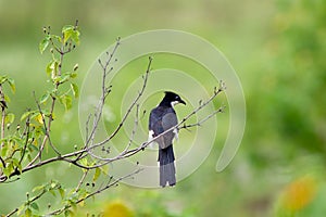 Jacobin cuckoo
