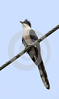 Jacobin cuckoo