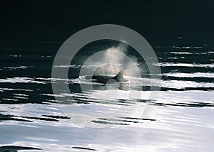 Beautiful shot of a killer orca whale sighting swimming in dark waters in Alaska