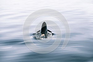 Beautiful shot of a killer orca whale sighting swimming in dark waters in Alaska