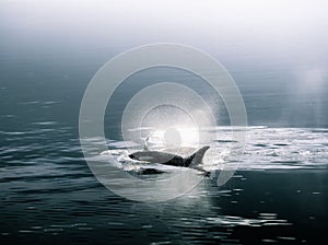 Beautiful shot of a killer whale sighting swimming in dark waters in Alaska