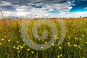 Beautiful shot of Kissimmee Prairie Preserve State Park, Florida