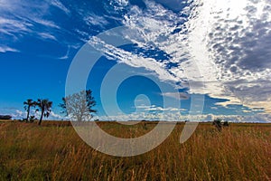 Beautiful shot of Kissimmee Prairie Preserve State Park, Florida