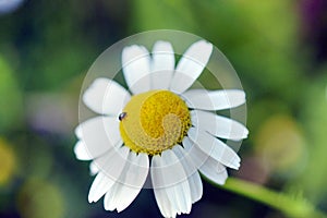 Beautiful shot of a ladybird beetle sitting in the middle of a Mayweed