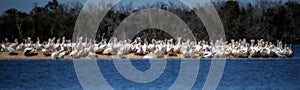 Beautiful shot of a large group of White Pelicans resting on a seashore at daytime