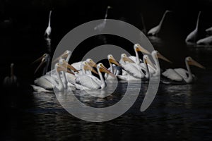 Beautiful shot of a large group of White Pelicans swimming on the lake