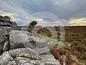 Beautiful shot of large stones and dry bushes in Dartmoor National Park