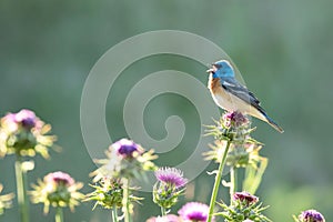 Beautiful shot of a Lazuli Bunting bird sitting among thistle plants and singing