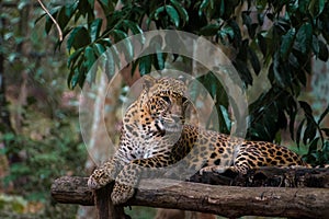 Beautiful shot of a leopard lying on the wooden structure and having rest.
