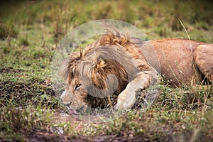 Beautiful shot of a lion in Masia Mara National Park in Kenya photo