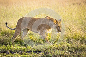 Beautiful shot of the lioness in the Masai Mara Safari in Kenya