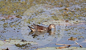 Beautiful shot of a little grebe in the lake of Mantua