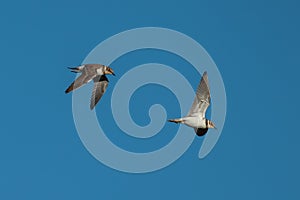 Beautiful shot of little ringed plovers (Charadrius dubius) flying on the blue sky background